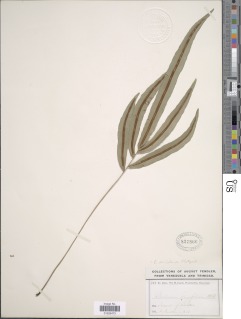 Blechnum meridense image
