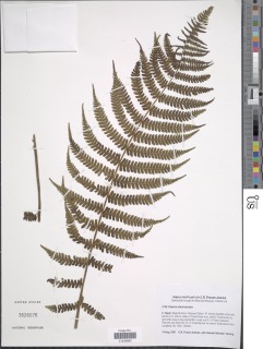 Deparia allantodioides image
