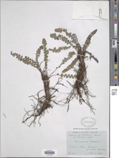 Austroblechnum leyboldtianum image