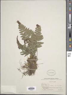 Deparia japonica image
