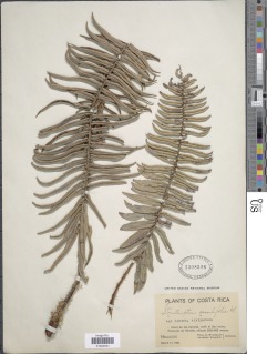 Parablechnum sessilifolium image