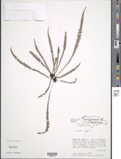 Lomaridium fragile image