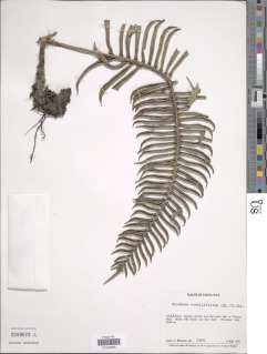 Parablechnum sessilifolium image