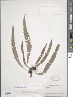Lomaridium binervatum image