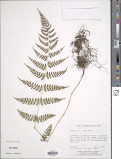 Image of Athyrium biserrulatum