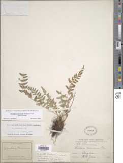 Woodsia cochisensis image