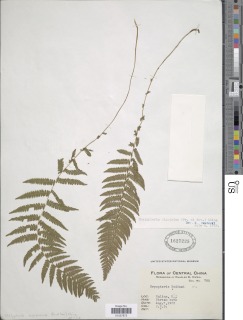 Coryphopteris nipponica image