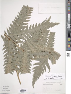 Image of Woodwardia x izuensis