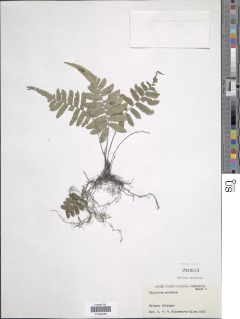 Diplazium pallidum var. montanum image