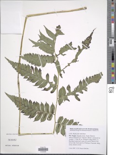 Diplazium latifolium image