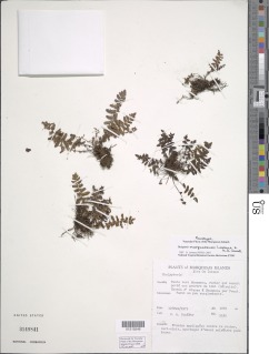 Image of Coryphopteris marquesensis