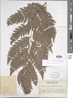 Woodwardia orientalis image