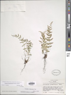 Woodsia cystopteroides image