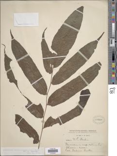 Menisciopsis lakhimpurensis image