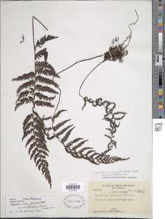 Coryphopteris gymnopoda image