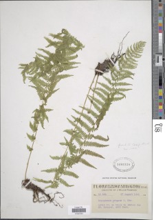 Amauropelta nevadensis image