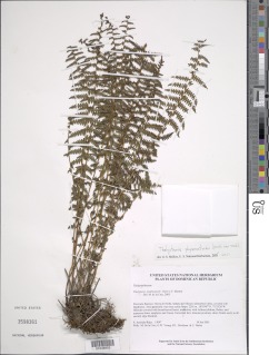 Amauropelta physematioides image