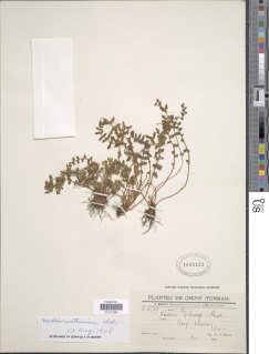 Woodsia rosthorniana image