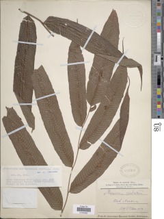 Menisciopsis lakhimpurensis image