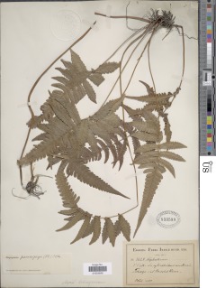 Goniopteris paucijuga image