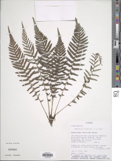 Amauropelta fluminalis image