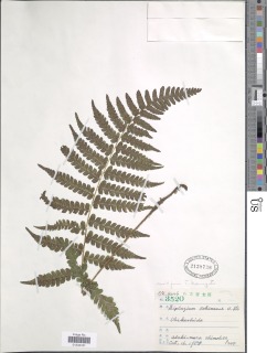 Deparia petersenii subsp. petersenii image