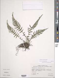 Amauropelta rheophyta image