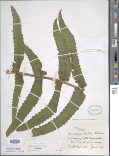 Onocleopsis hintonii image