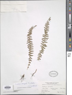 Woodsia elongata image