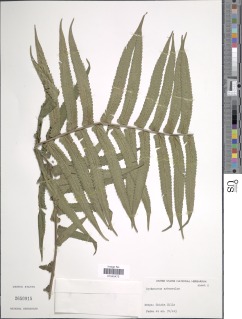 Sphaerostephanos arbuscula image