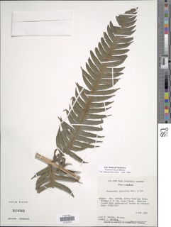 Woodwardia spinulosa image