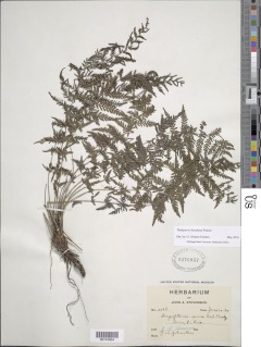 Amauropelta rheophyta image