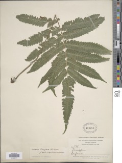 Goniopteris tetragona subsp. tetragona image