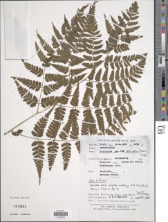 Diplazium leptophyllum image