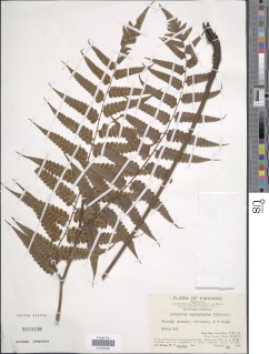 Diplazium latifolium image