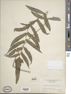Goniopteris leptocladia image