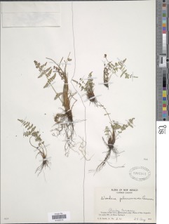 Woodsia plummerae image