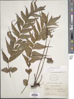 Image of Asplenium eurysorum