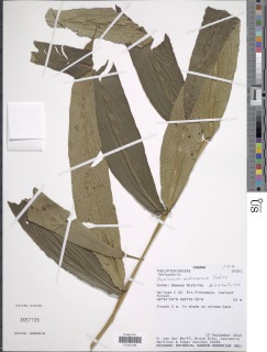 Image of Meniscium andreanum