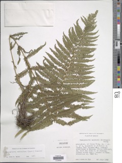 Amauropelta resinifera image