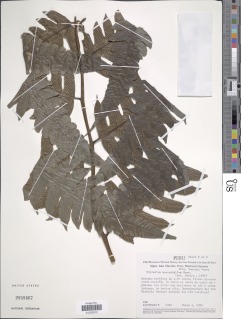Diplazium macrophyllum image
