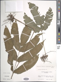 Goniopteris ghiesbreghtii image