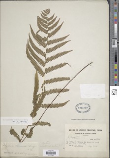 Coryphopteris chinensis image