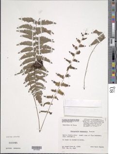 Goniopteris yaucoensis image