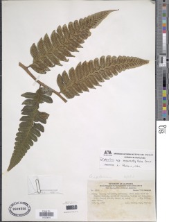 Diplazium macrophyllum image