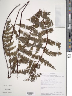 Amauropelta arborea image