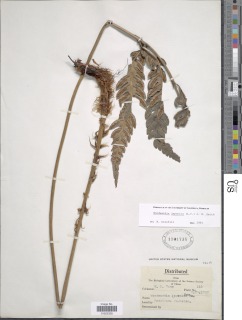 Woodwardia japonica image