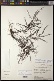 Adiantopsis crinoidea image
