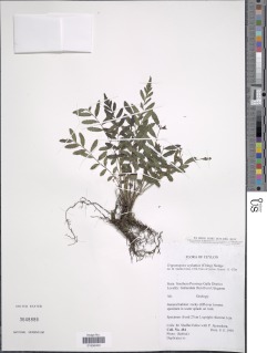 Trigonospora zeylanica image