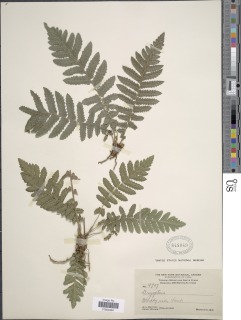 Goniopteris sclerophylla image